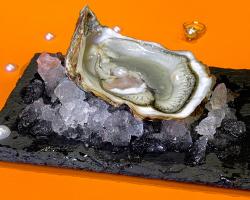 Oyster 